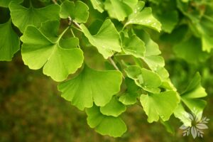 Ginkgo