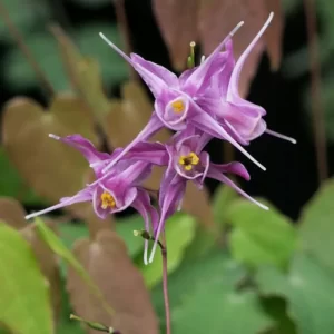 Epimedium